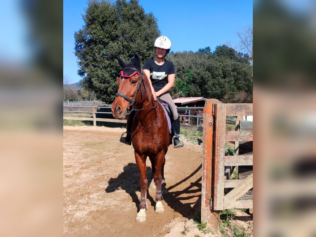 Anglo arabe Hongre 8 Ans 154 cm Alezan in Canet DAdri
