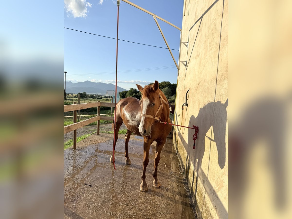 Anglo arabe Jument 14 Ans 155 cm Alezan in Pedrinya (Ajuntament Crespia)