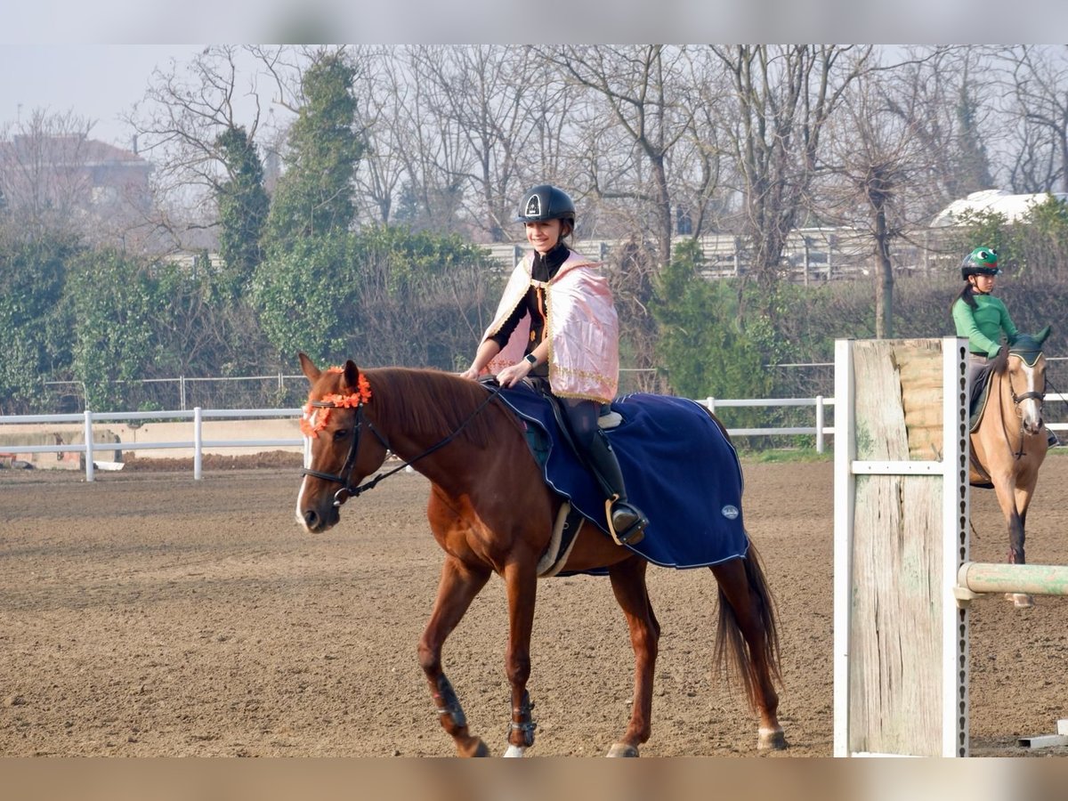 Anglo arabe Jument 17 Ans 160 cm Alezan in Basiglio