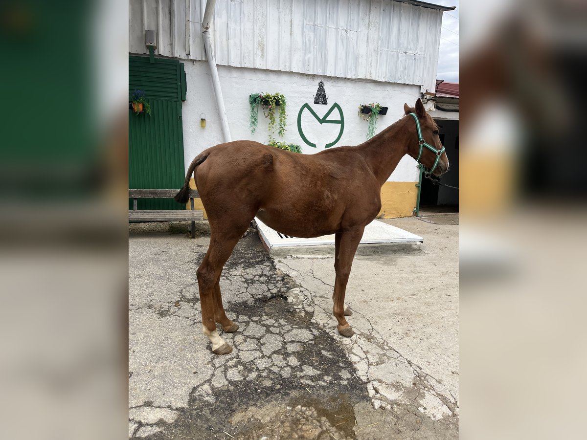 Anglo arabe Jument 1 Année Alezan cuivré in Alcala De Henares