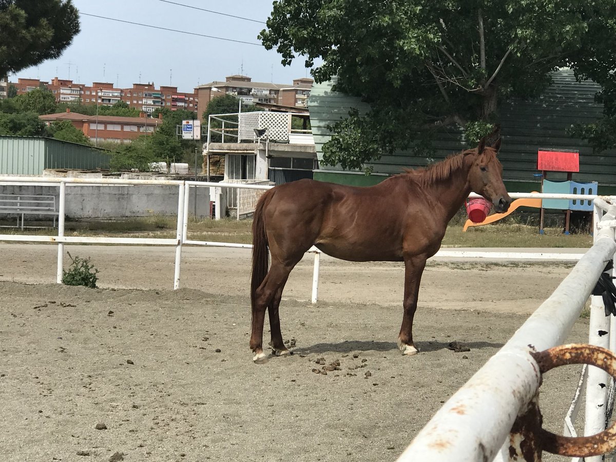 Anglo arabe Jument 21 Ans 160 cm Alezan in alcorcon