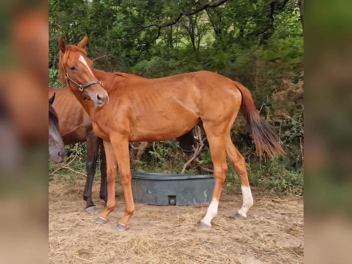 Anglo arabe Jument 2 Ans Alezan brûlé in Biriatou
