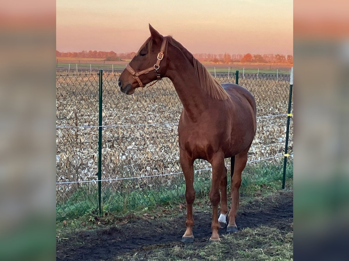 Anglo arabe Croisé Jument 5 Ans 163 cm Alezan in Friesack