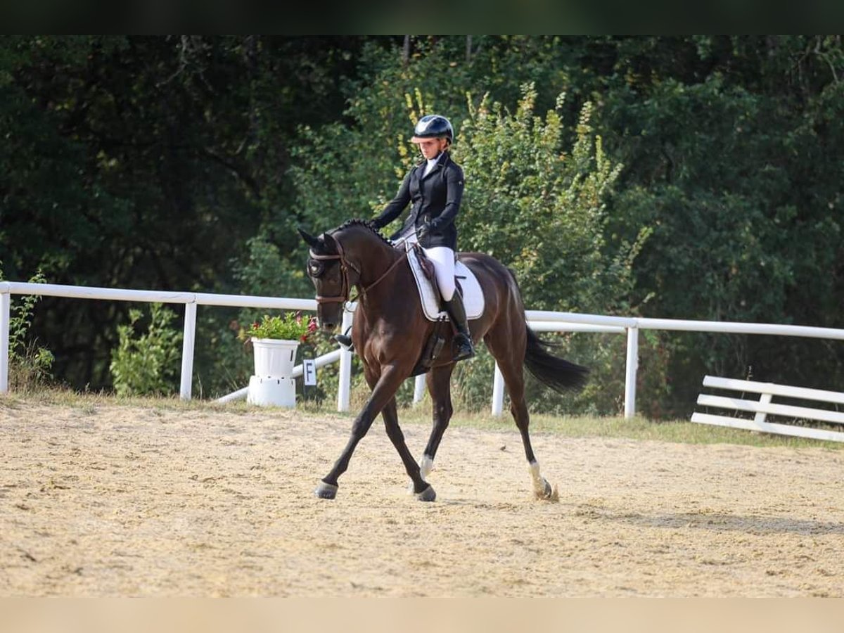 Anglo arabe Jument 7 Ans 160 cm Noir in Rivières