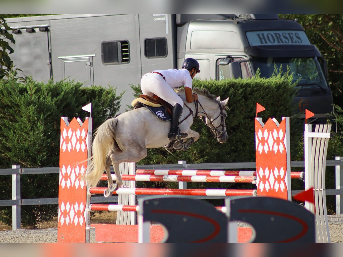 Anglo arabe Jument 8 Ans 160 cm Gris in Fuente El Saz De Jarama