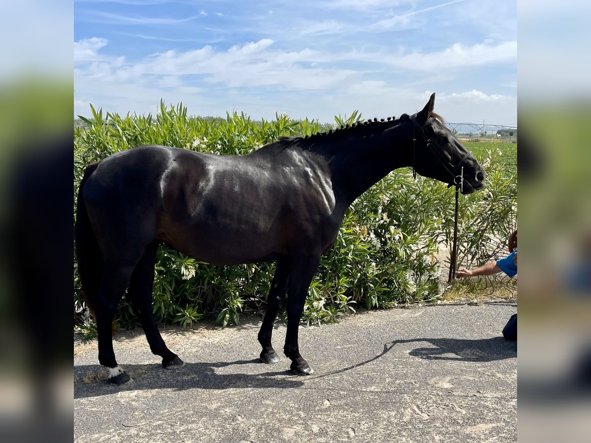 Anglo arabe Jument 9 Ans 160 cm Noir in Jerez De La Frontera