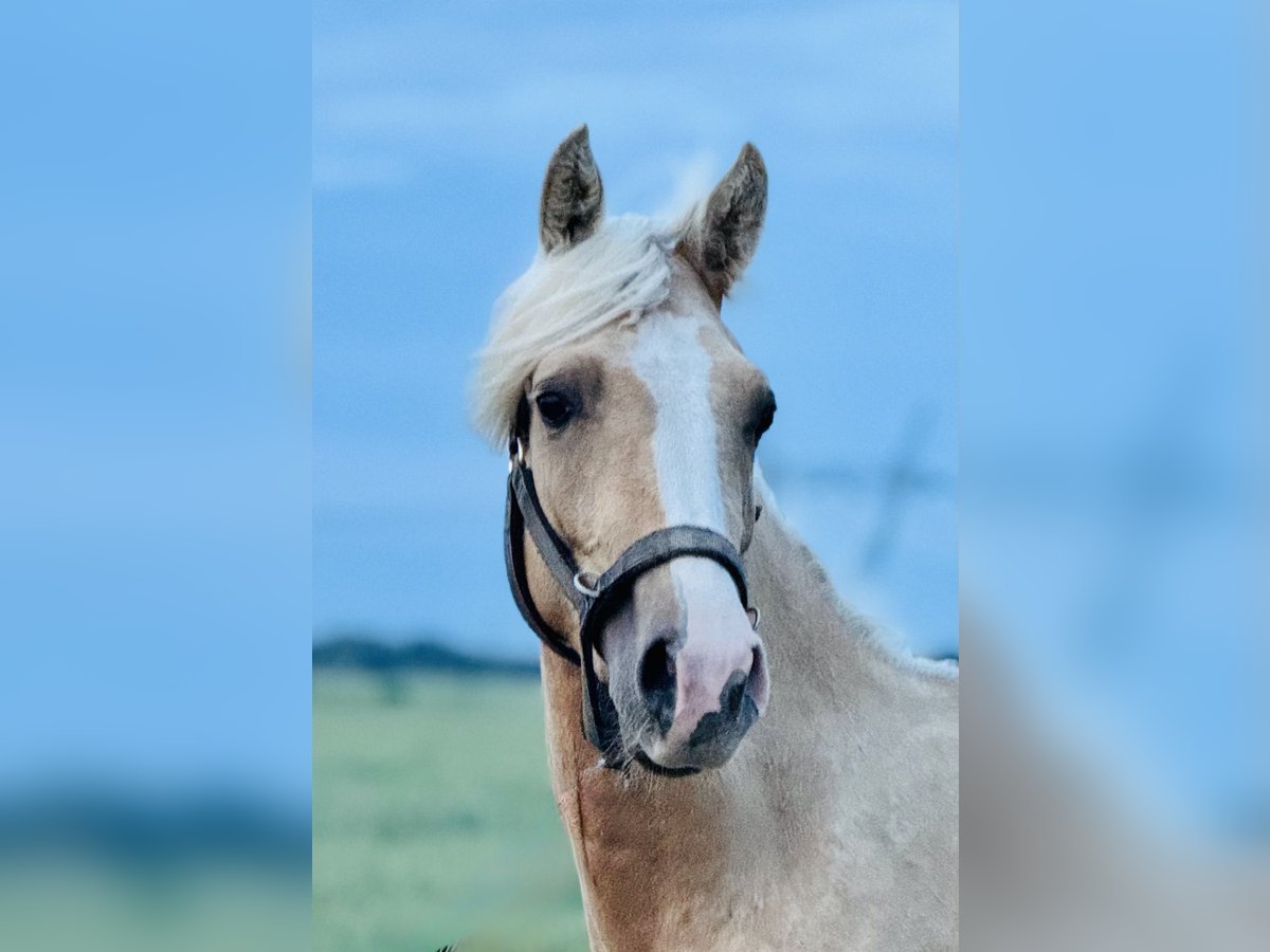 Anglo árabe Semental 2 años 163 cm Palomino in Stropieszyn