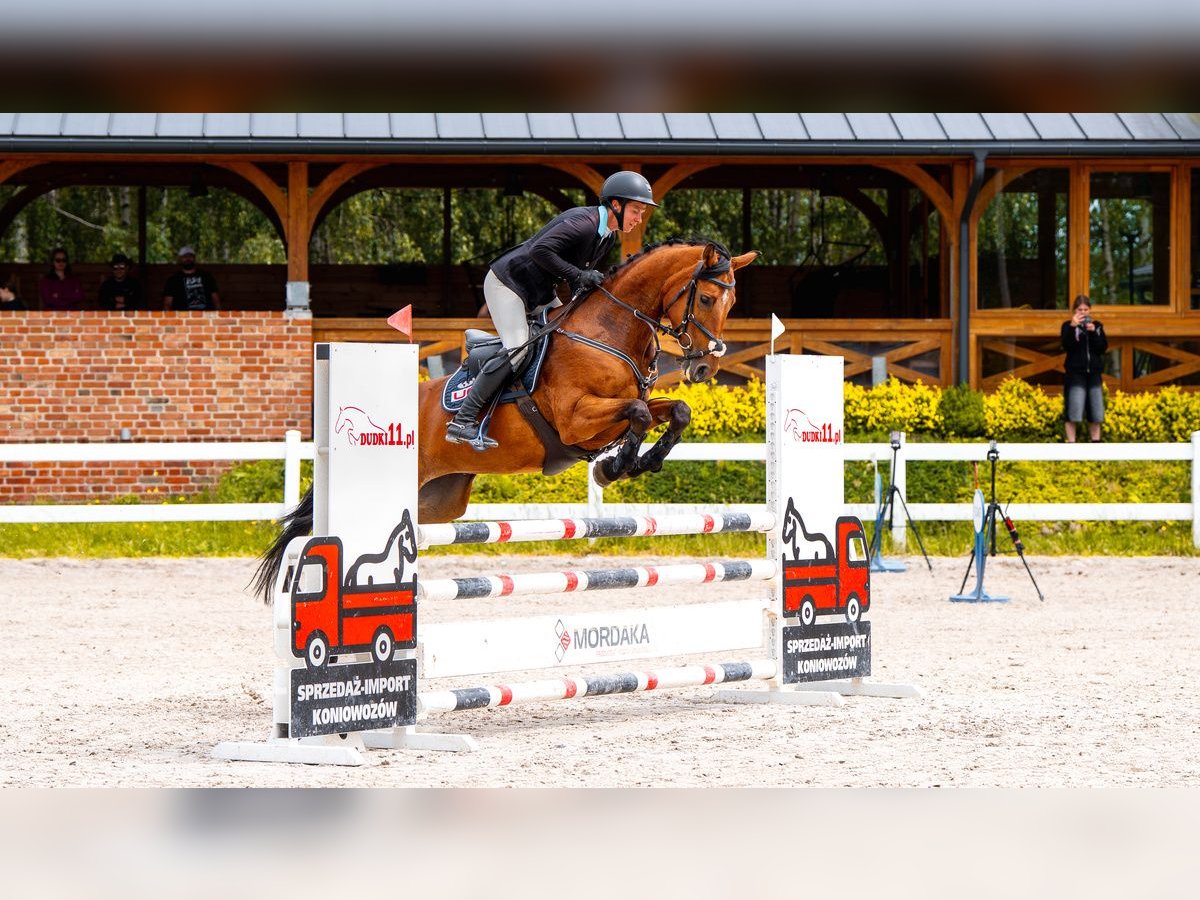 Anglo árabe Yegua 4 años 165 cm Castaño in Stryk&#xF3;w