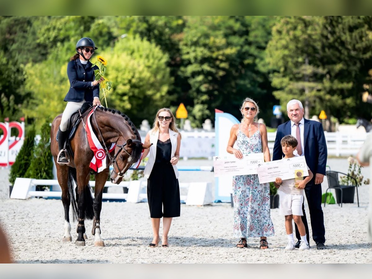 Anglo árabe Yegua 4 años 170 cm Castaño in Stryk&#xF3;w