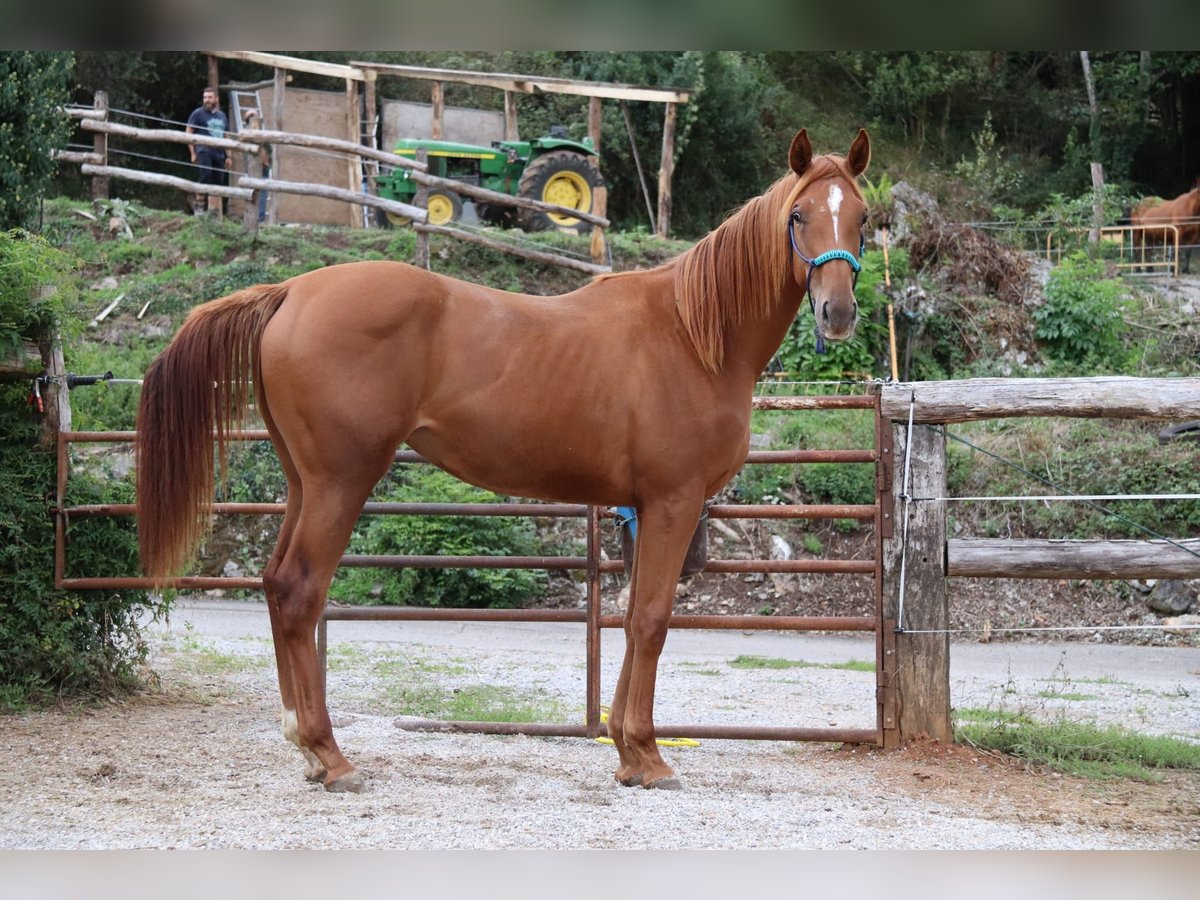 Anglo árabe Yegua 5 años 170 cm Alazán in Ladines (Oviedo)