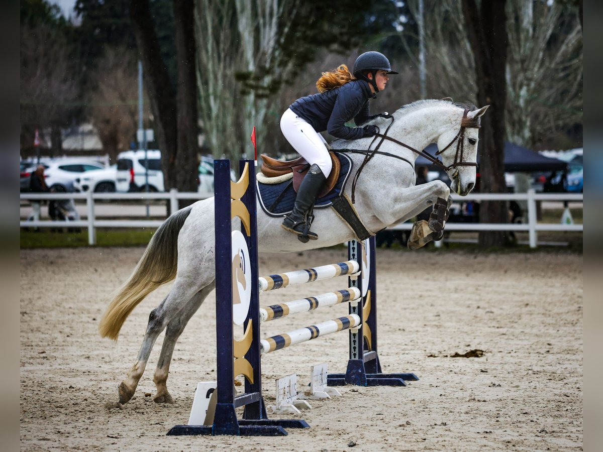 Anglo árabe Yegua 7 años 154 cm Tordo picazo in Madrid