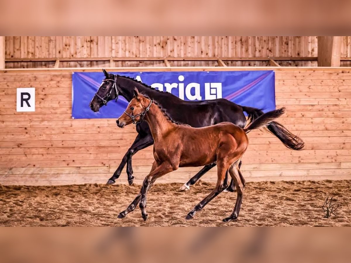 Anglo-Arabier Hengst 1 Jaar 165 cm Bruin in J&#xF6;nk&#xF6;ping