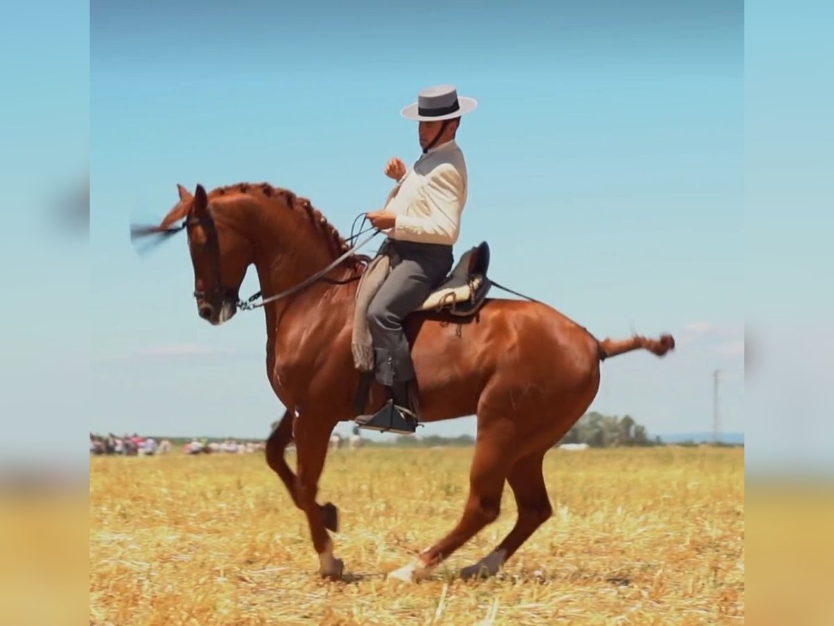 Anglo-Arabier Hengst 7 Jaar 160 cm Vos in Cañada Rosal