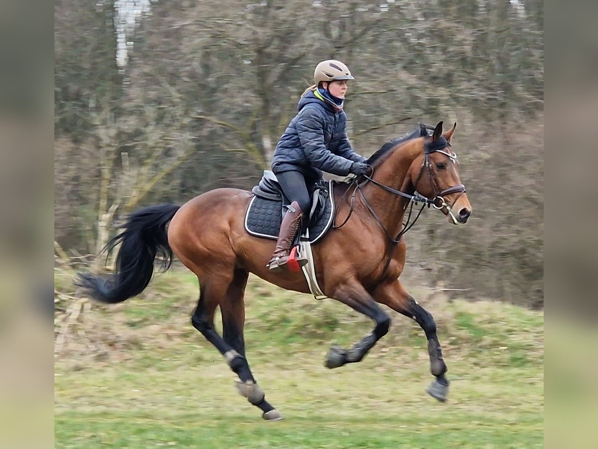 Anglo-Arabier Hengst Bruin in Bosau