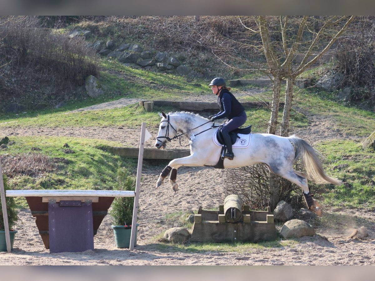 Anglo-Arabier Hengst Gevlekt-paard in Bad Oldesloe