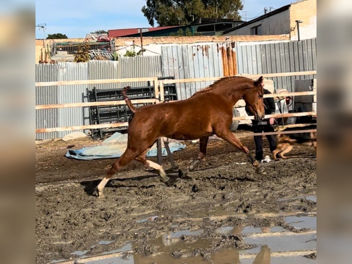 Anglo-Arabier Merrie 3 Jaar 156 cm Vos in Malaga