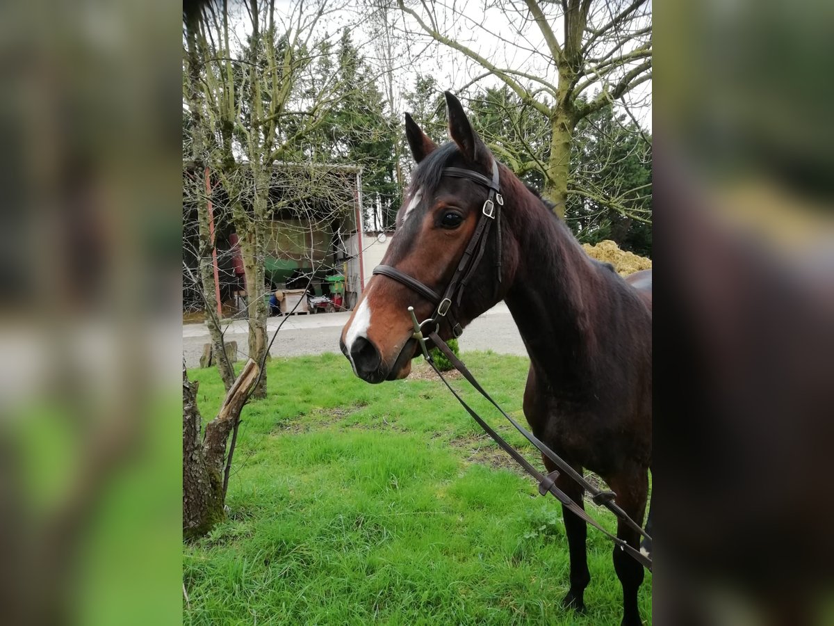 Anglo-Arabier Merrie 4 Jaar 160 cm Bruin in OREE D ANJOU