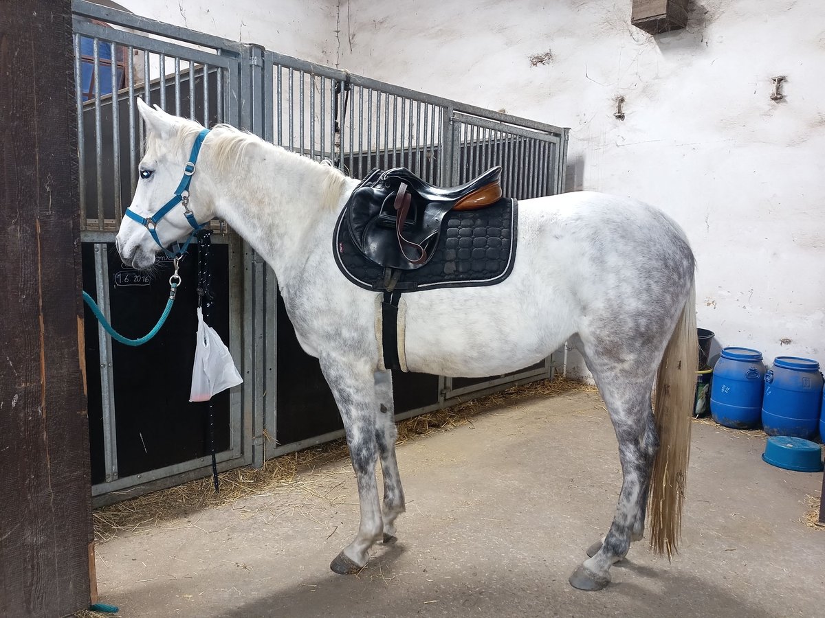 Anglo-Arabier Mix Merrie 5 Jaar 160 cm Wit in Hlučín