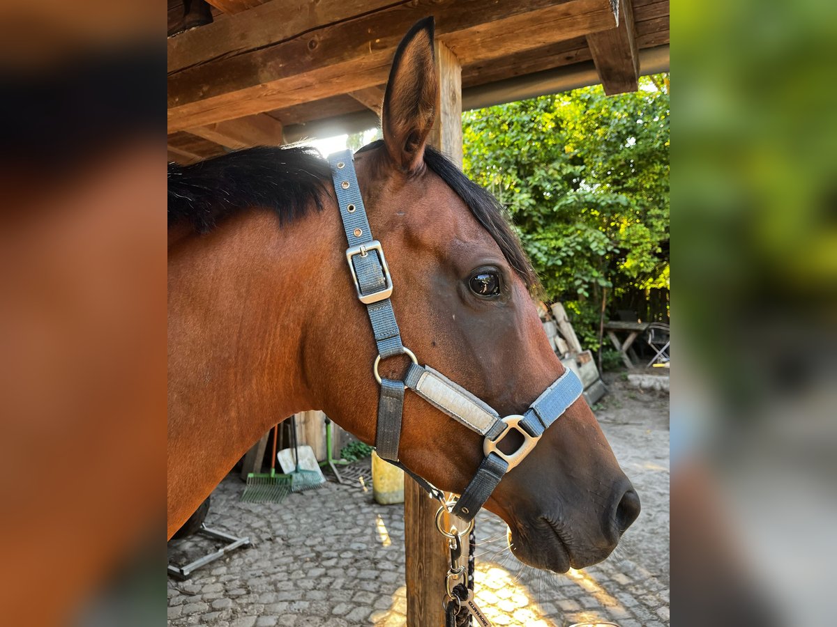 Anglo-Arabier Merrie 7 Jaar 151 cm Bruin in Thümmlitzwalde