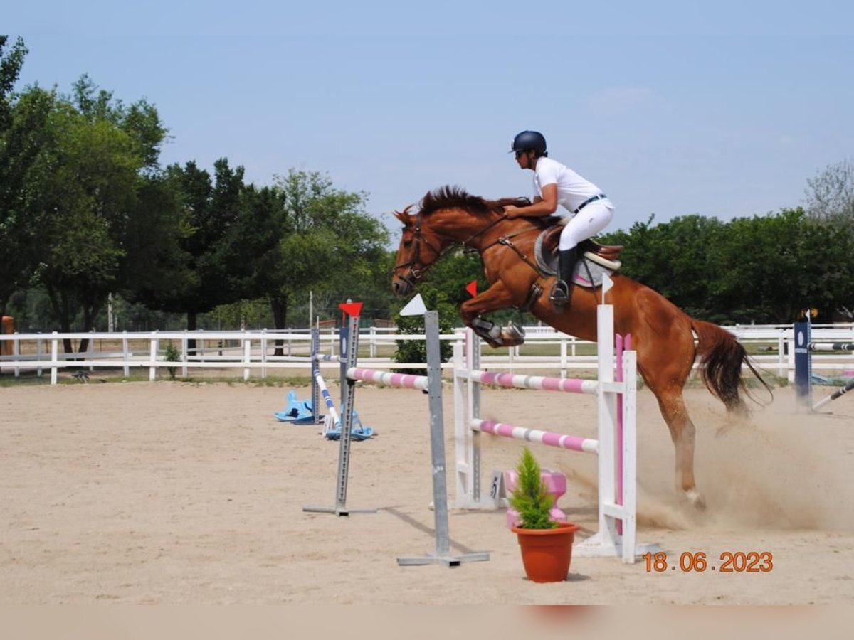 Anglo-Arabier Merrie 7 Jaar 168 cm Vos in Fuente El Saz De Jarama