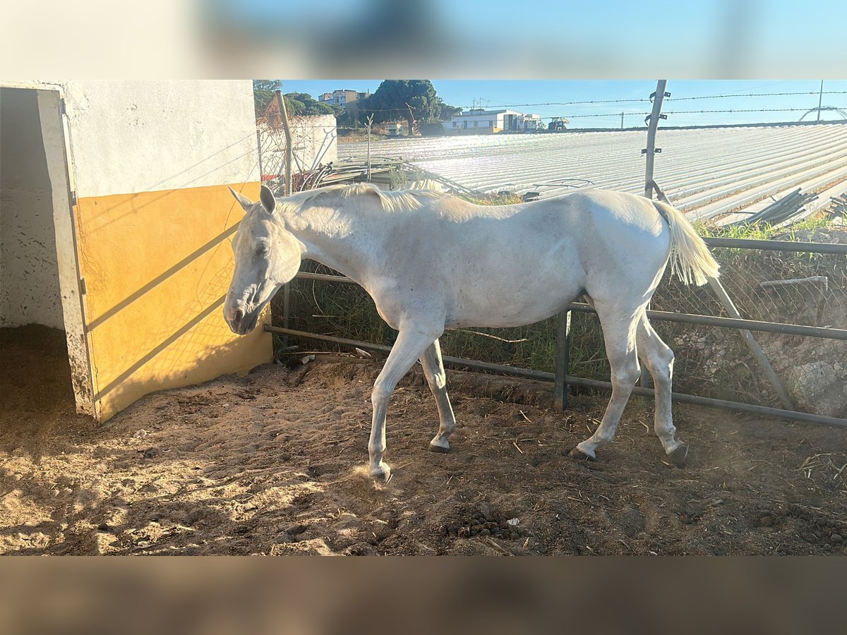 Anglo-Arabier Merrie 8 Jaar 160 cm Schimmel in Palos De La Frontera