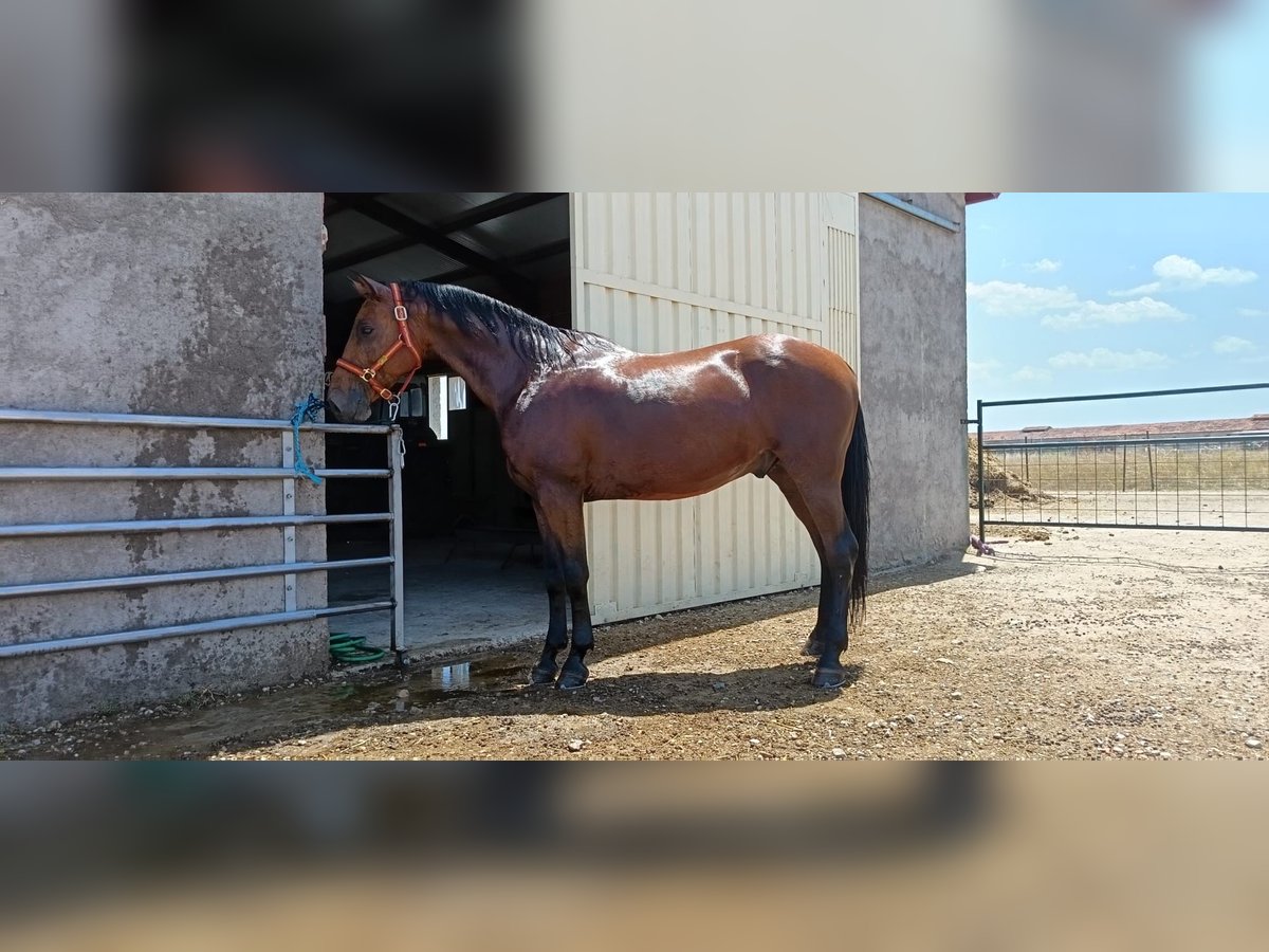 Anglo-Arabier Mix Ruin 10 Jaar 163 cm Bruin in Cantimpalos