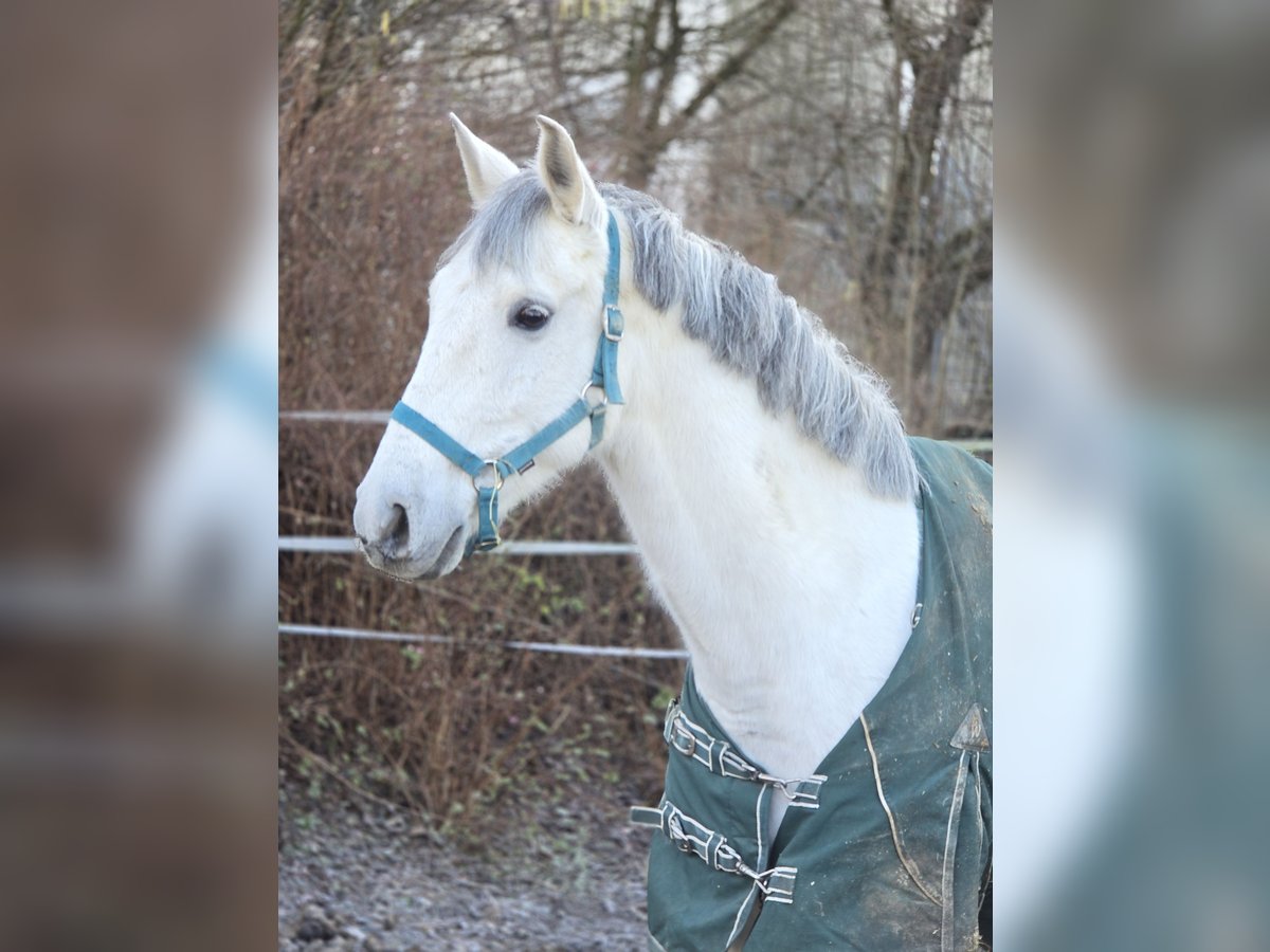 Anglo-Arabier Ruin 12 Jaar 153 cm Schimmel in Schwäbisch Gmünd