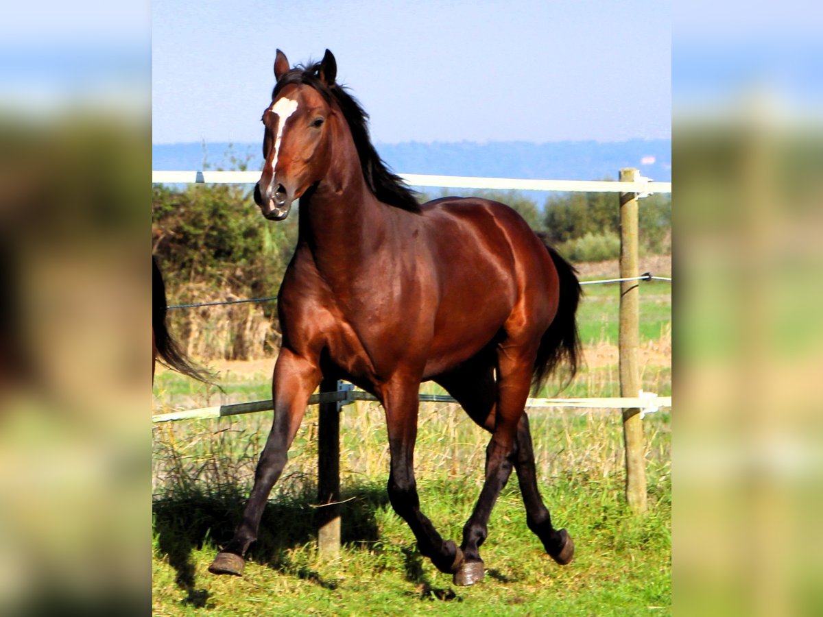 Anglo-Arabier Ruin 2 Jaar 160 cm Donkerbruin in Kehl