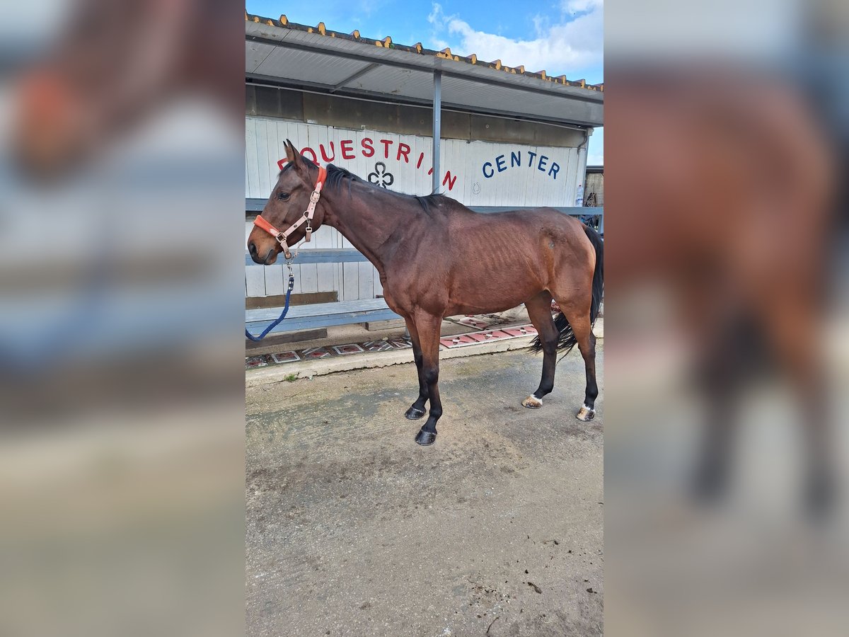 Anglo-Arabier Ruin 6 Jaar 165 cm Bruin in Solarino