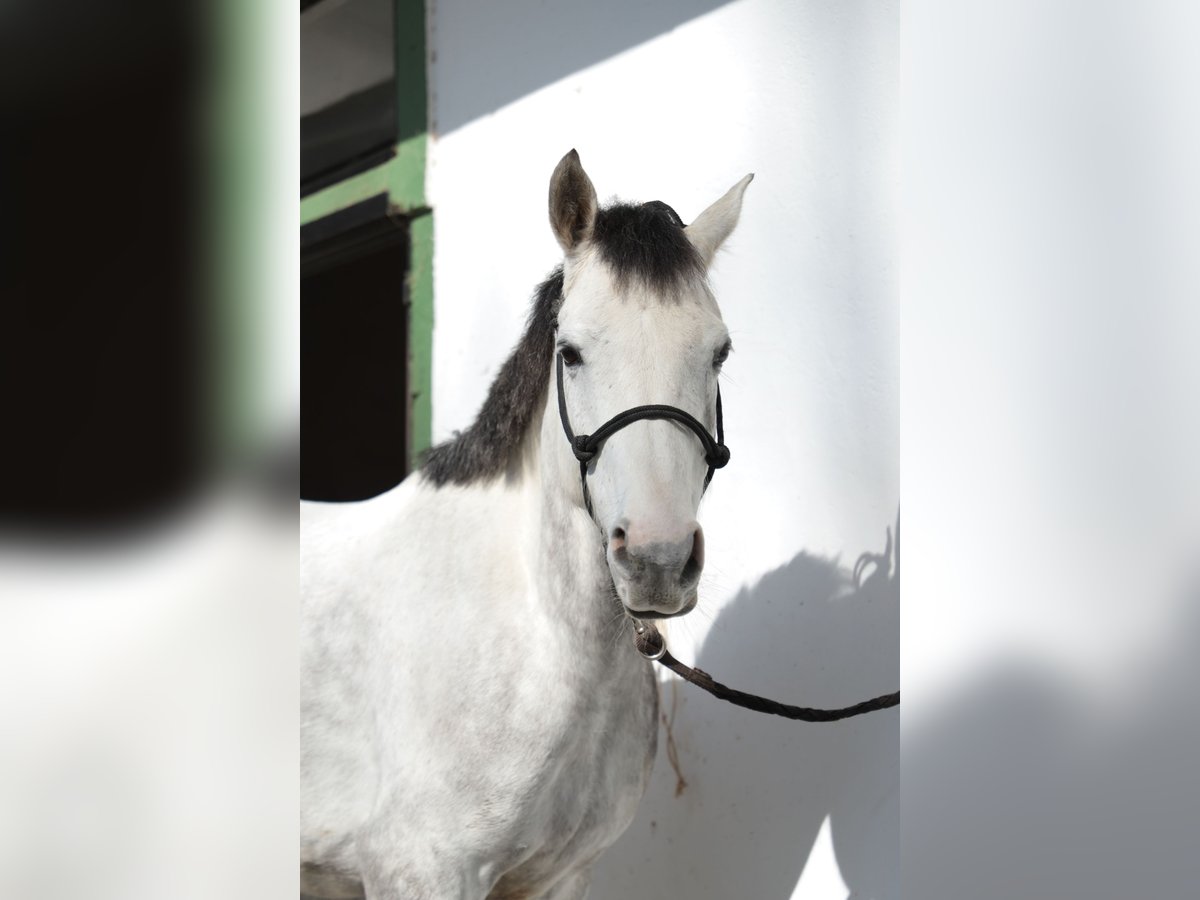 Anglo-Arabier Ruin 7 Jaar 152 cm Schimmel in Vitoria-Gasteiz