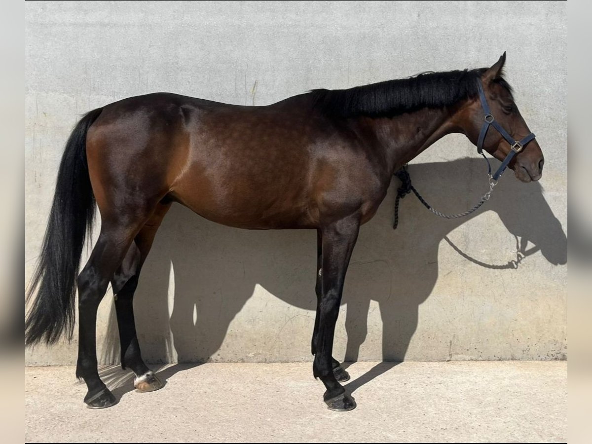 Anglo-Arabier Ruin 7 Jaar 168 cm Donkerbruin in Fuenlabrada