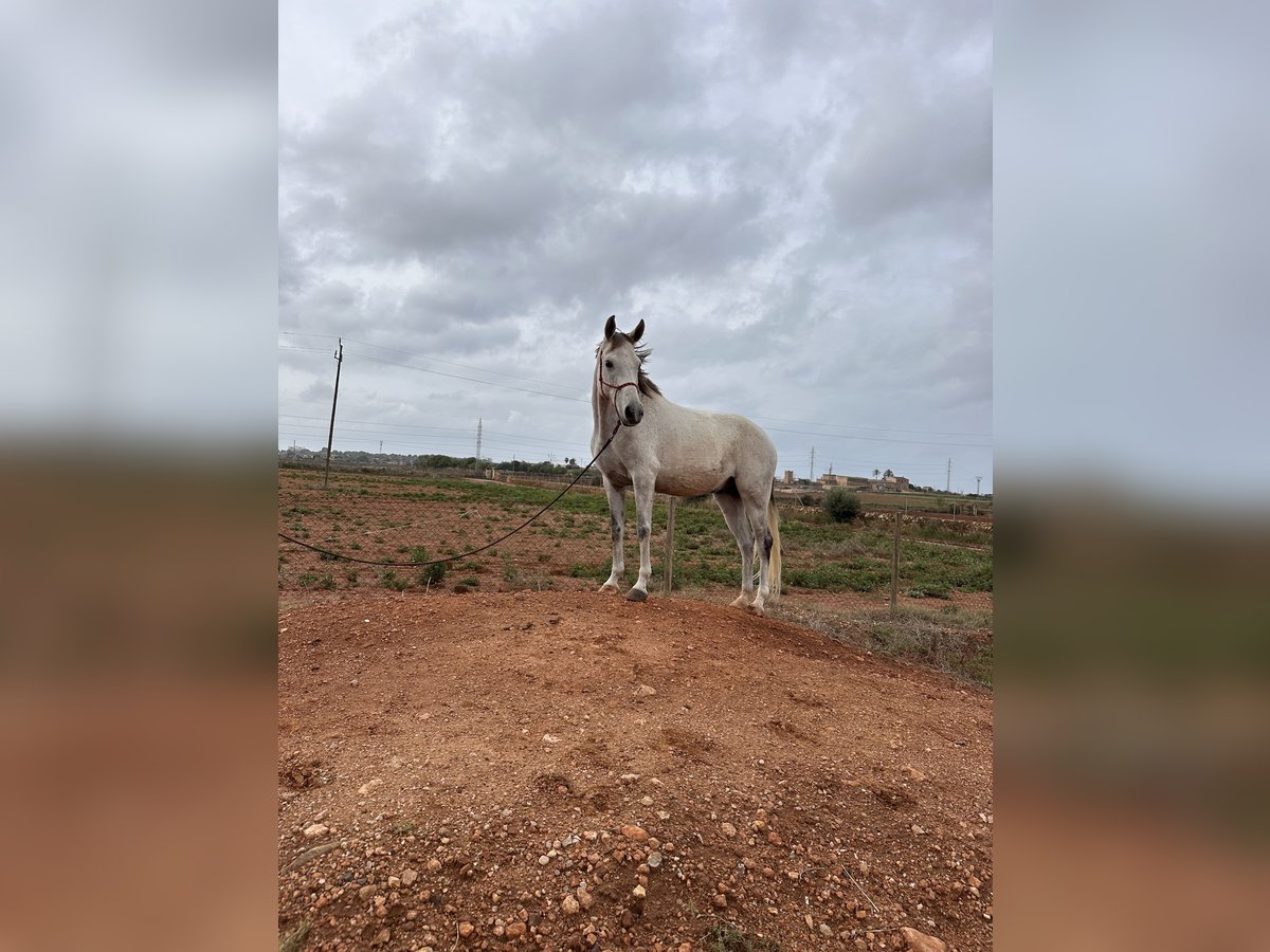 Anglo-Arabier Mix Ruin 8 Jaar 158 cm Schimmel in Es Pitlari