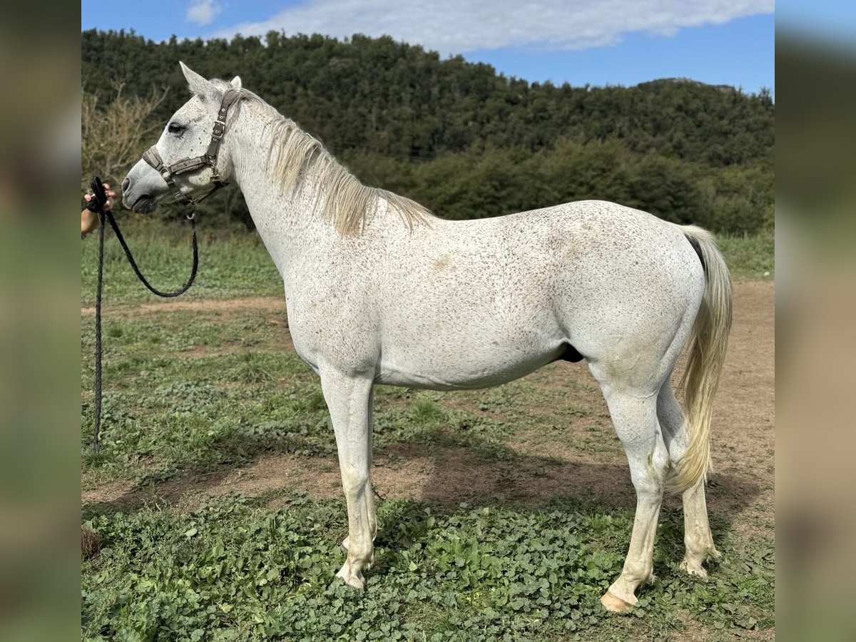 Anglo-Arabo Castrone 10 Anni 159 cm Grigio in Vic