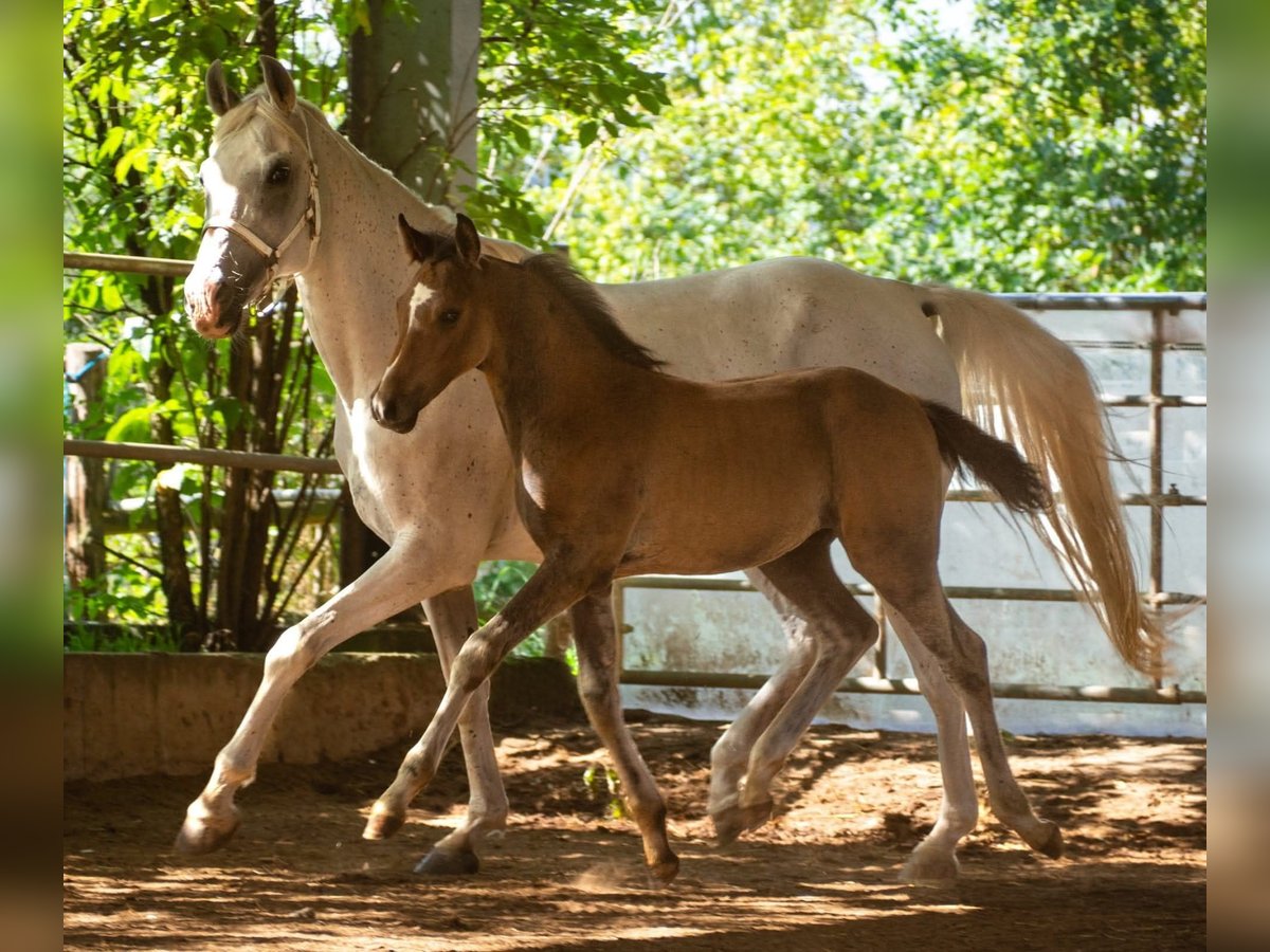 Anglo-Arabo Castrone 2 Anni 152 cm Falbo baio in Lahntal
