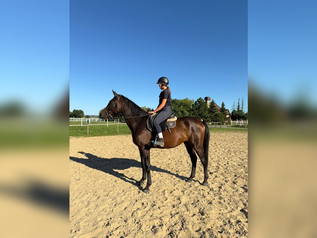 Anglo-Arabo Castrone 3 Anni 169 cm Baio scuro in Santok