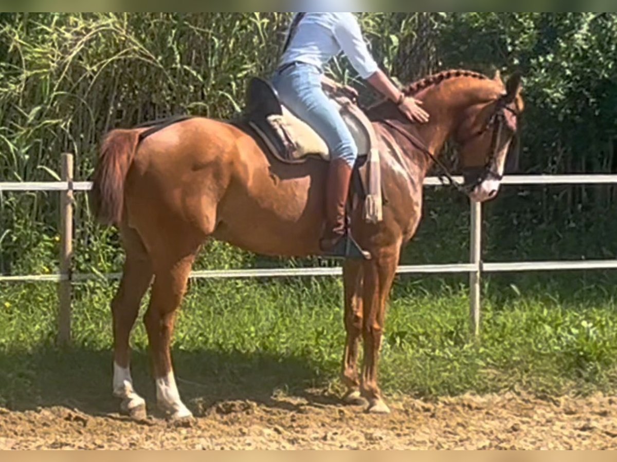 Anglo-Arabo Castrone 5 Anni 160 cm Sauro in Arles