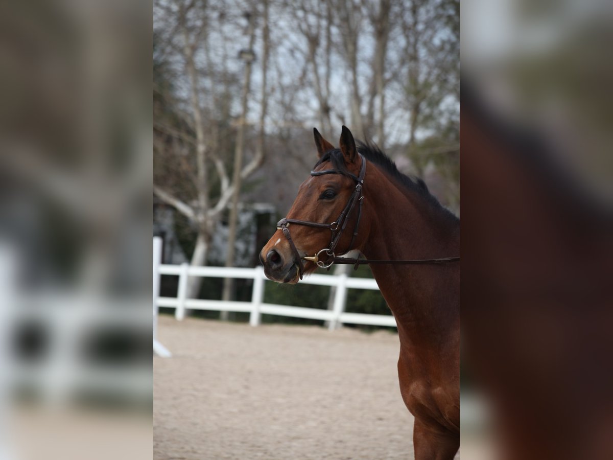 Anglo-Arabo Castrone 6 Anni 165 cm Baio ciliegia in Madrid