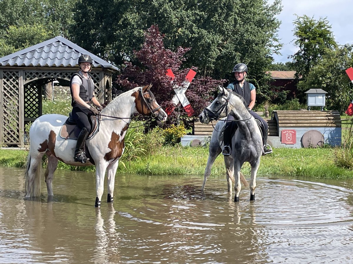 Anglo-Arabo Castrone 7 Anni 164 cm Pezzato in Bad Oldesloe