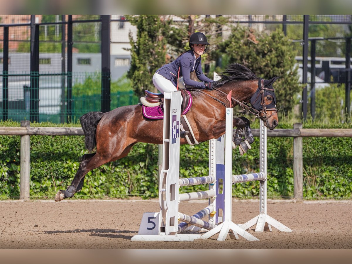 Anglo-Arabo Castrone 8 Anni 168 cm Baio in Gijon