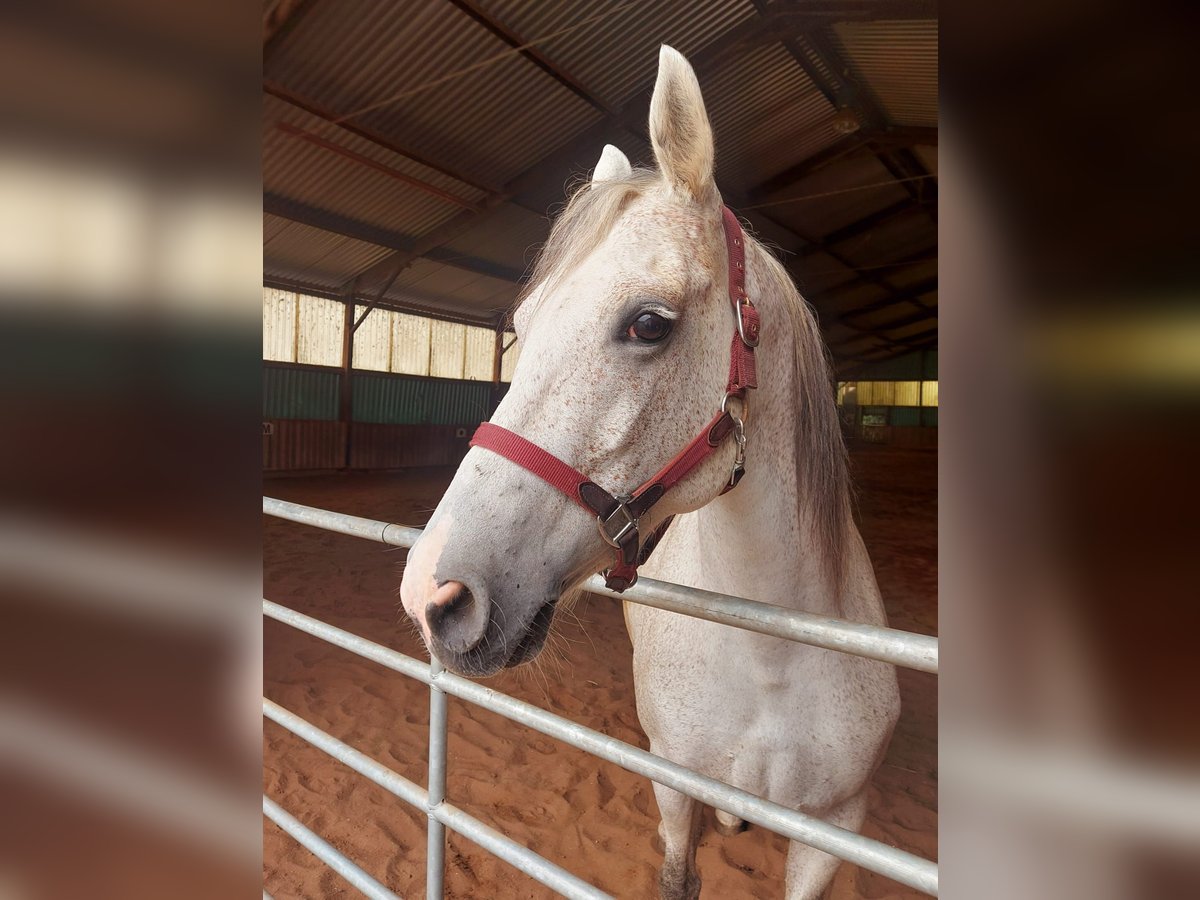 Anglo-Arabo Mix Giumenta 13 Anni 160 cm Falbo baio in Dietzenbach