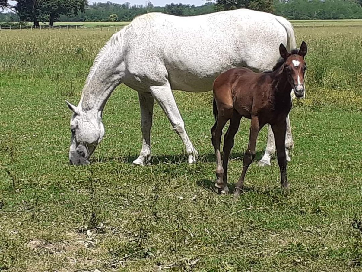 Anglo-Arabo Giumenta 14 Anni 170 cm Grigio in Laruscade