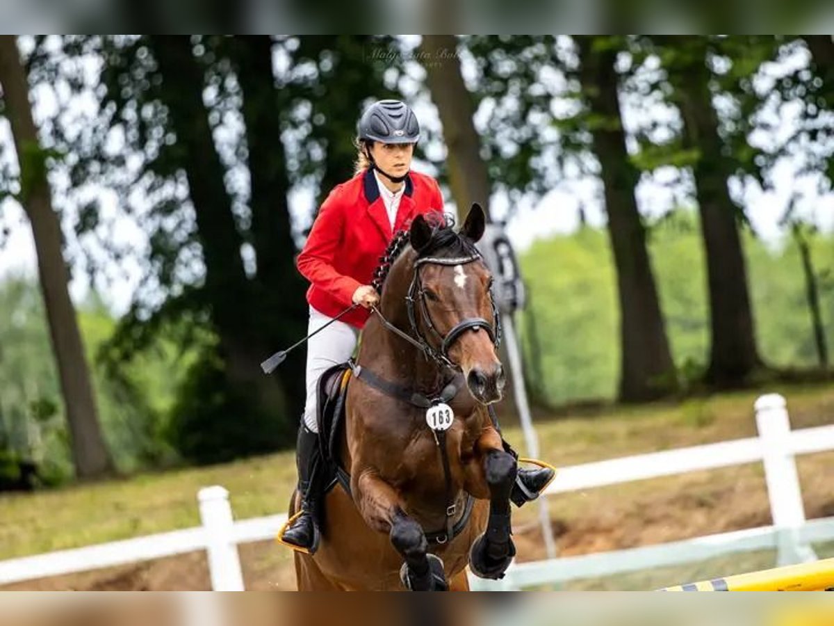 Anglo-Arabo Giumenta 17 Anni 165 cm Baio scuro in Golub-Dobrzy&#x144;