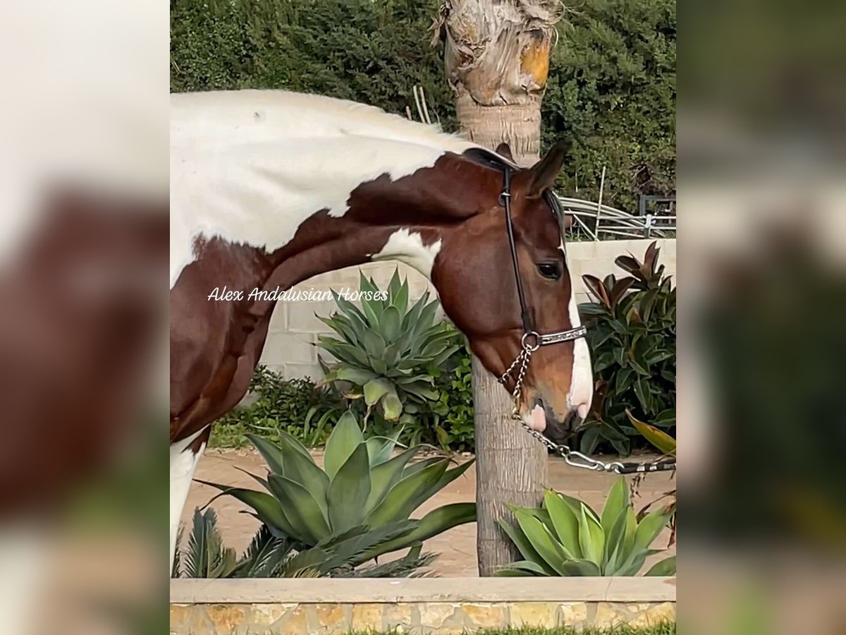 Anglo-Arabo Giumenta 4 Anni 161 cm Pezzato in Sevilla