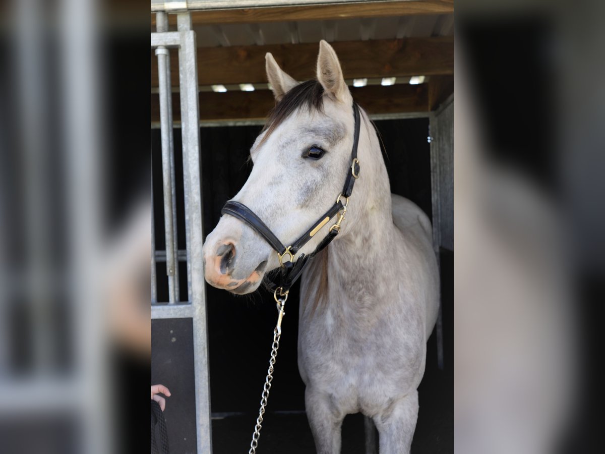 Anglo-Arabo Giumenta 6 Anni 163 cm Falbo baio in Temse