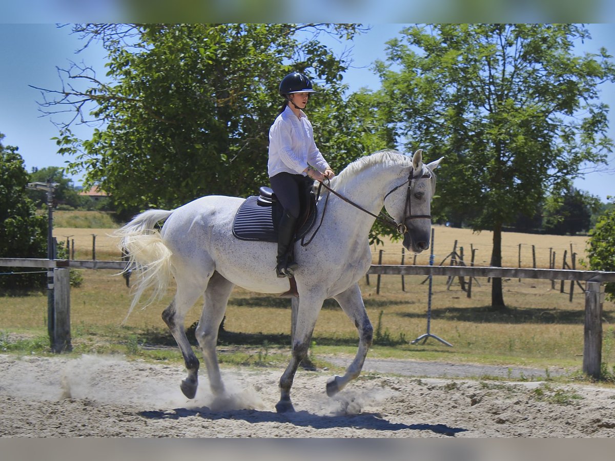 Anglo-Arabo Hengst 11 Jahre 167 cm Fliegenschimmel in Mirefleurs