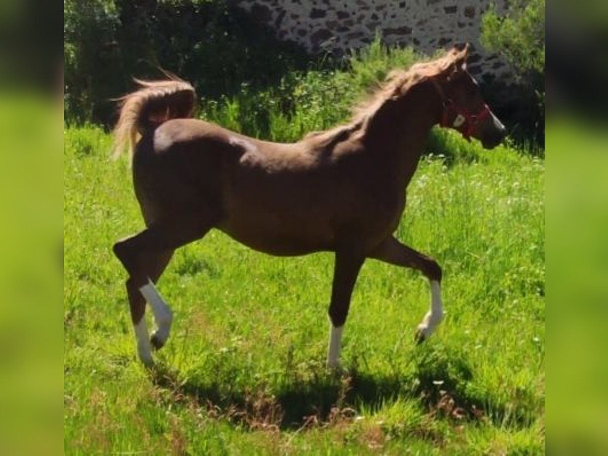 Anglo-Arabo Hengst 1 Jahr 138 cm Dunkelfuchs in Salce