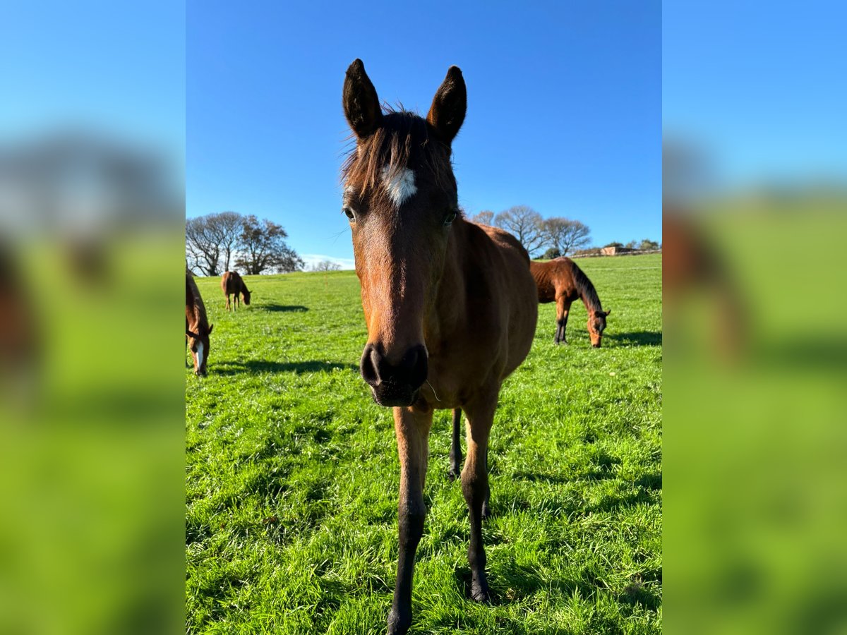 Anglo-Arabo Hengst 2 Jahre 148 cm in Rodeiro (San Vicente)