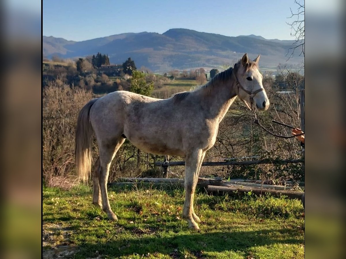 Anglo-Arabo Hengst 2 Jahre Schimmel in Barberino di Mugello