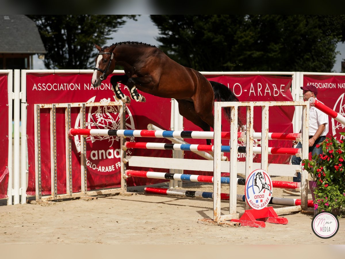 Anglo-Arabo Hengst 3 Jahre 165 cm Brauner in LE VILHAIN