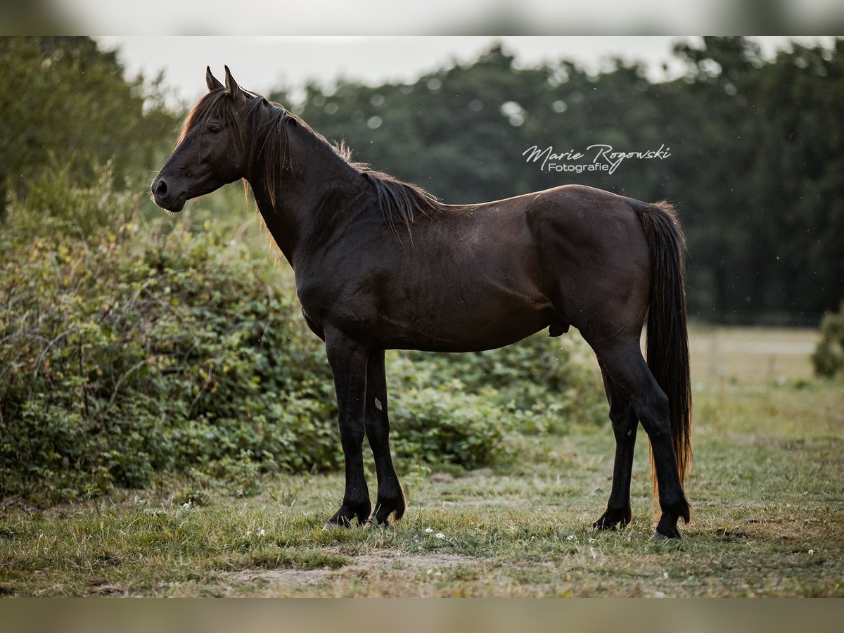 Anglo-Arabo Hengst 5 Jahre 153 cm Rappe in Beaumont-de-boeuf
